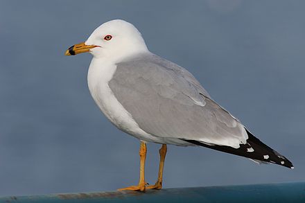 Gull